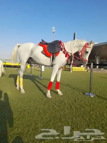 خيول و جمال للايجار 6