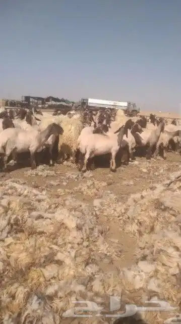 قصاص اغنام 0