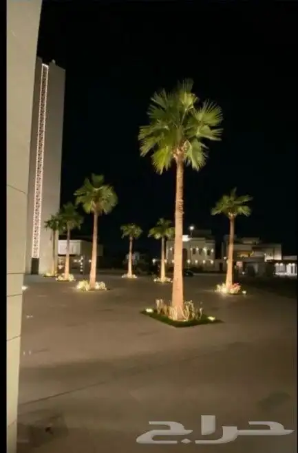 نخل واشنطني 15