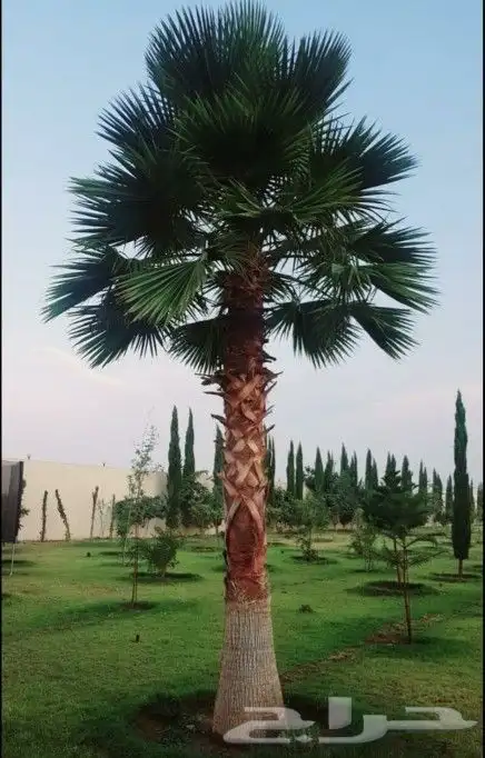 نخل واشنطني 1