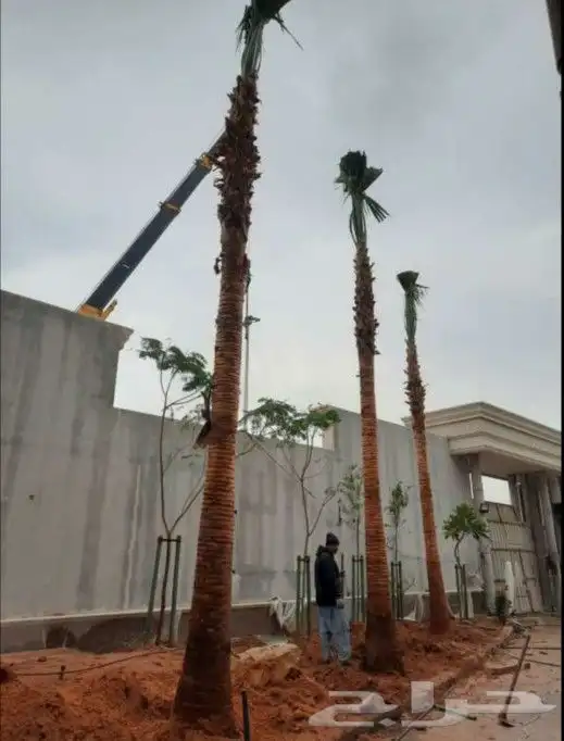 نخل واشنطني 3