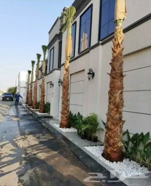 نخل واشنطني 5