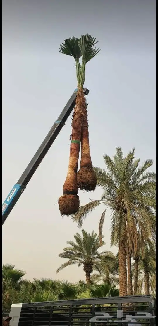 نخل واشنطني 2