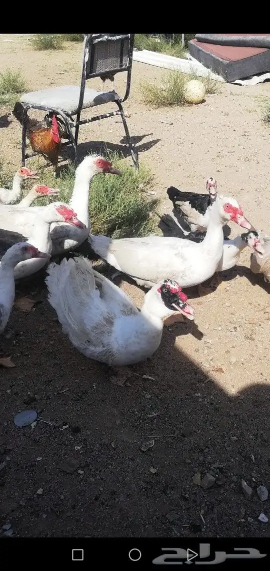 بط بلدي حضان شرط بيع علي السوم جمله وتفريد 0