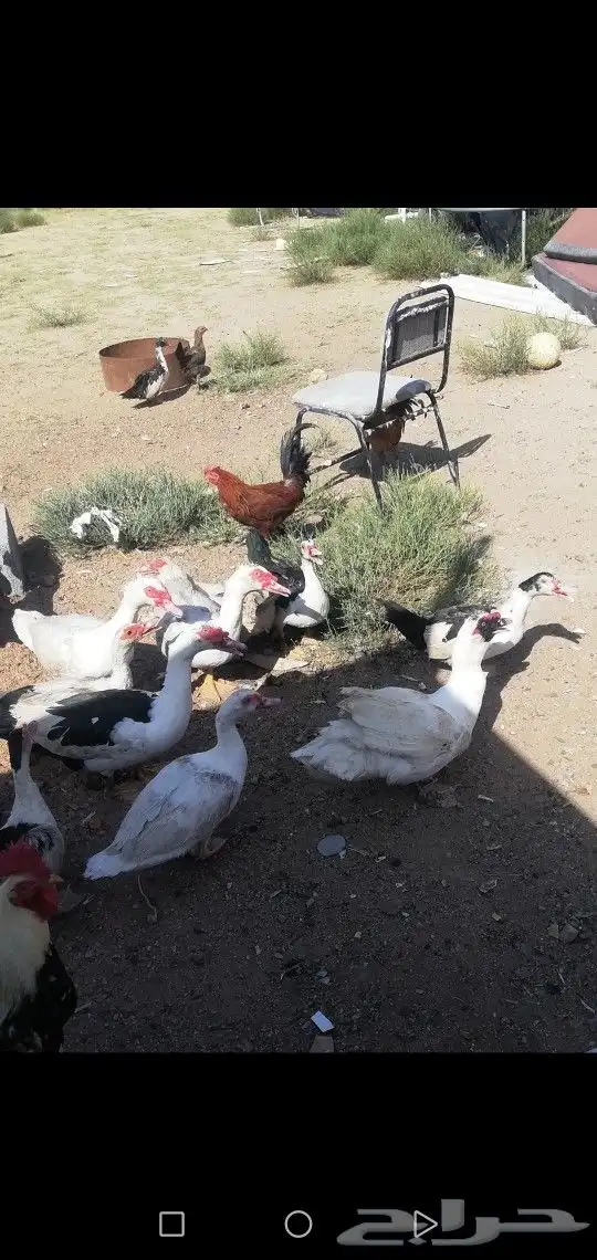 بط بلدي حضان شرط بيع علي السوم جمله وتفريد 3