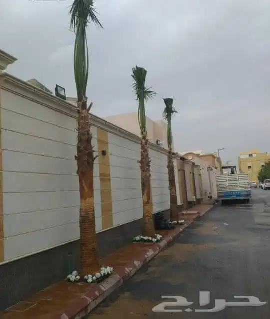 نخل واشنطني 4