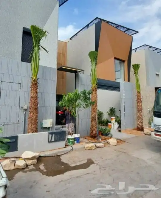 نخل واشنطني 7