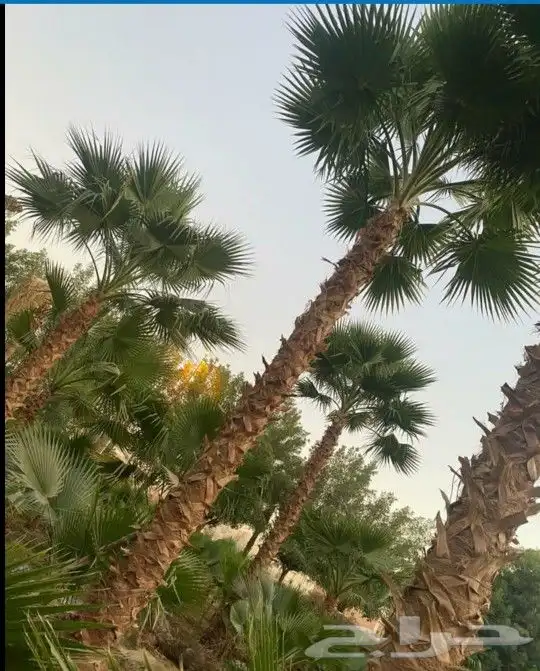 نخل واشنطني 16