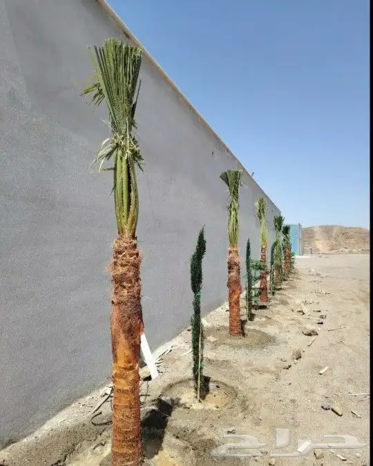 نخل واشنطني 8