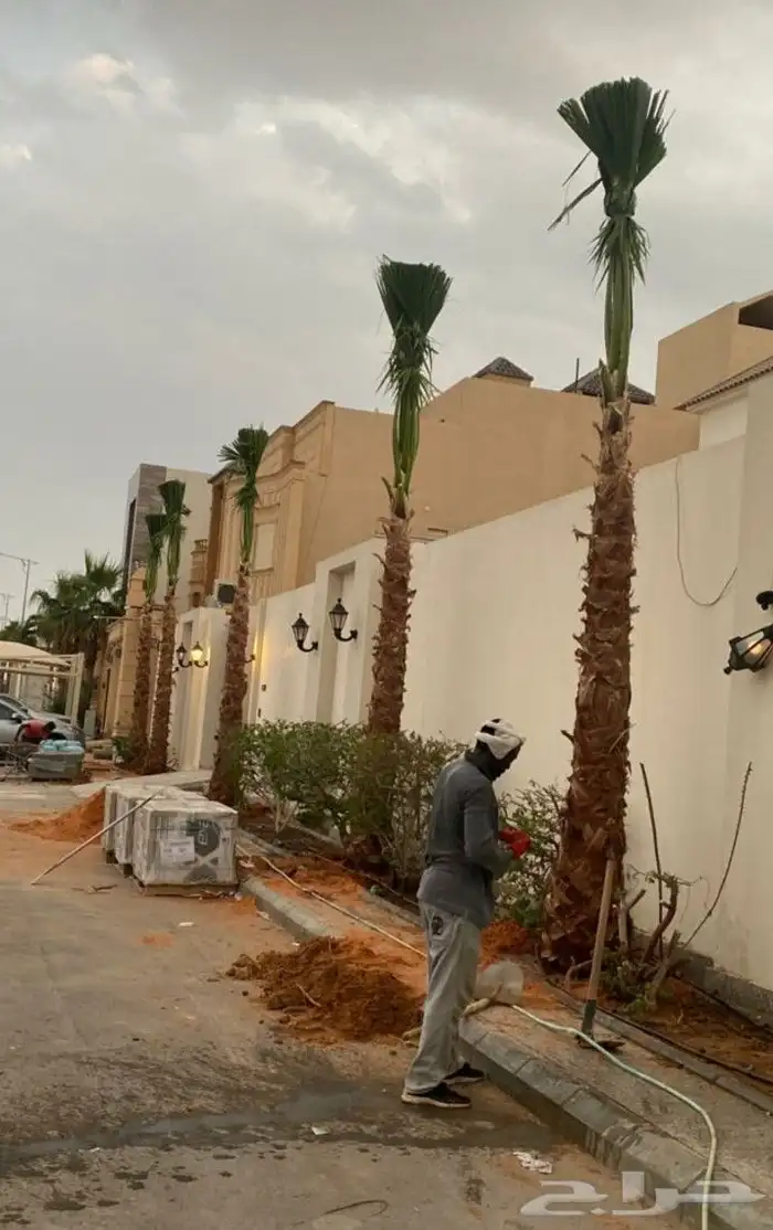 نخل واشنطني 12