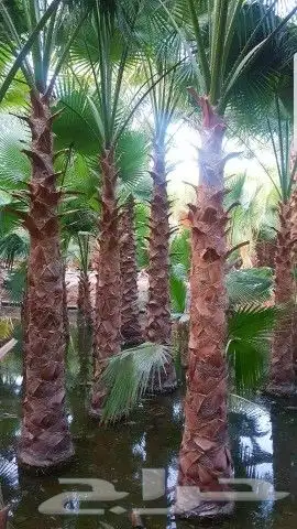 مشتل فيصل لجميع اعمال الزراعه وتوريد الاشجار والثيل بأنواعه 8