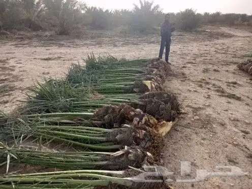يوجد لدينا جميع انواع انخيل واشنطن وعربي علا الجميع المقاسات 9