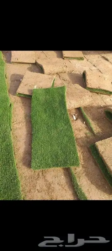مهندس زراعي أبو سجي لتنسيق الحدائق 5