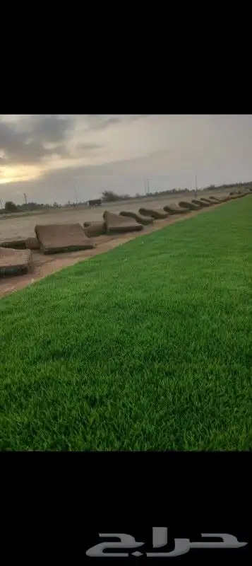 مهندس زراعي أبو سجي لتنسيق الحدائق 9