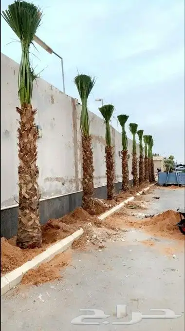 واشنطني زينه ابومروحه 6