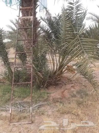 يوجد لدينا فسائل خلاص وخظري 1