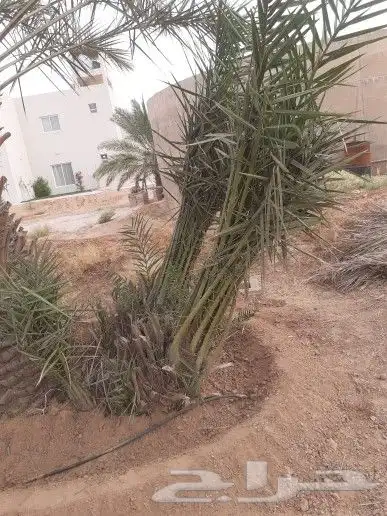 يوجد لدينا فسائل خلاص وخظري 0