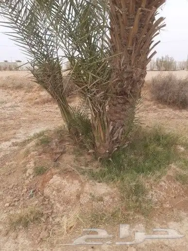 يوجد لدينا فسائل خلاص وخظري 3