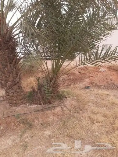 يوجد لدينا فسائل خلاص وخظري 2