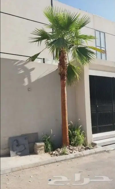 واشنطني زينه ابومروحه 4