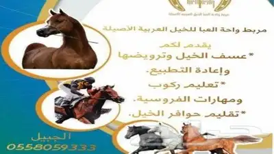 عسف وتشغيل للخيل 0