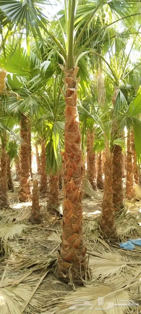 يوجد لدينا نخل وشنطني زينة للبيع جميع انواع المقسات 1