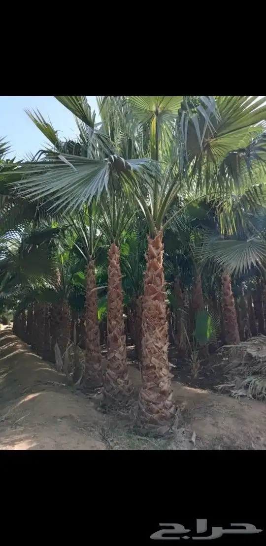 واشنطني زينه ابومروحه 12