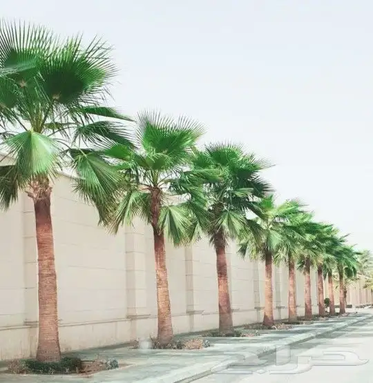 واشنطني زينه ابومروحه 13