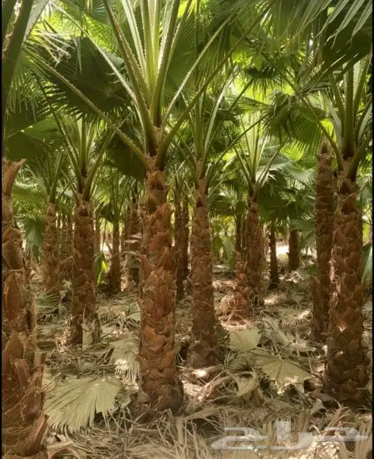 واشنطني زينه ابومروحه 11