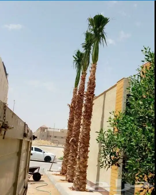 واشنطني زينه ابومروحه 9