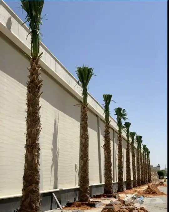 واشنطني زينه ابومروحه 8