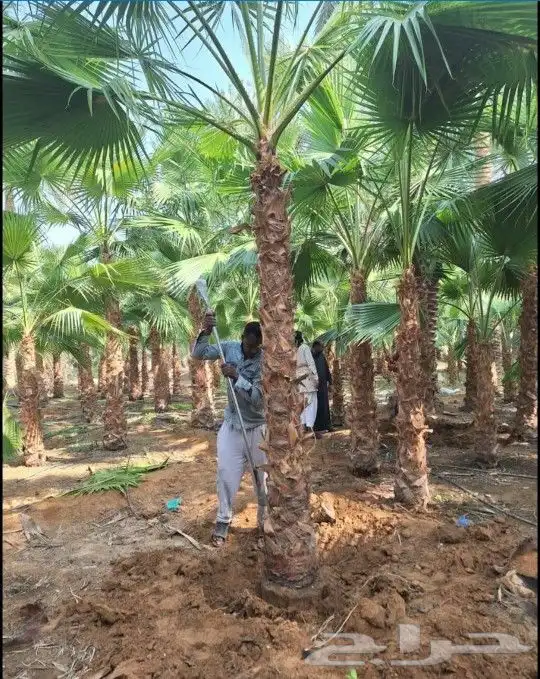 واشنطني زينه ابومروحه 0