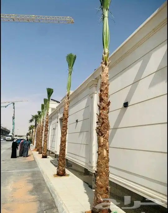 واشنطني زينه ابومروحه 5