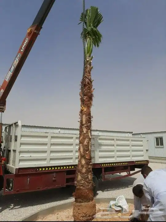 واشنطني زينه ابومروحه 10