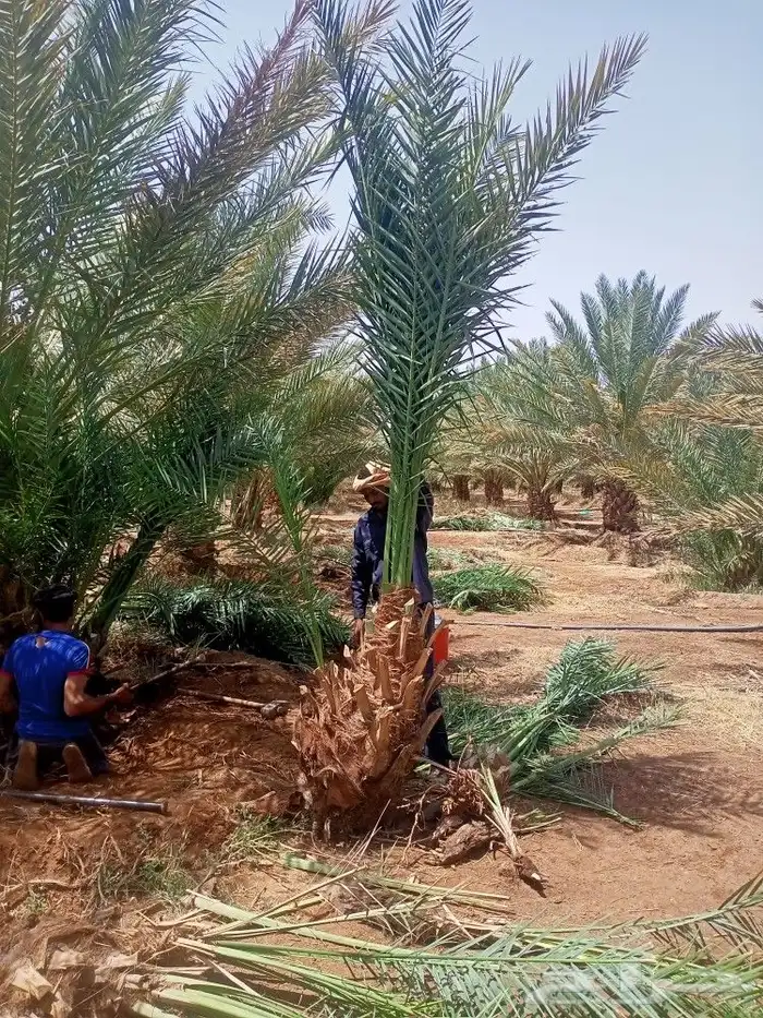 للبيع نخل كبير وصغير وتوريد كميات 5