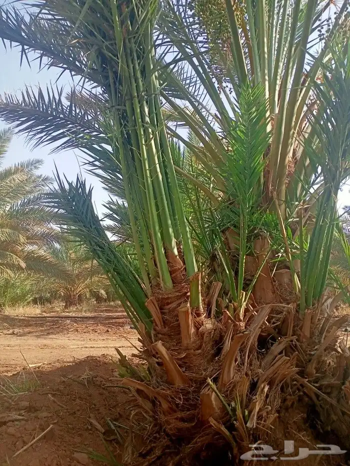 للبيع نخل كبير وصغير وتوريد كميات 3