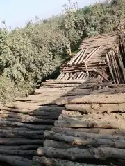 السلام عليكم ورحمه الله يوجد جميع انواع الاخشاب عدنان مربيع 10