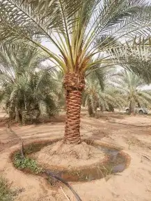 نخل عربي 7