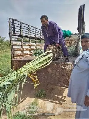 نخل للبيع تصديره قطر مصري الأمارات البحرين نخل مثمر 6