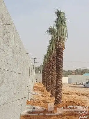 نخل عربي 8