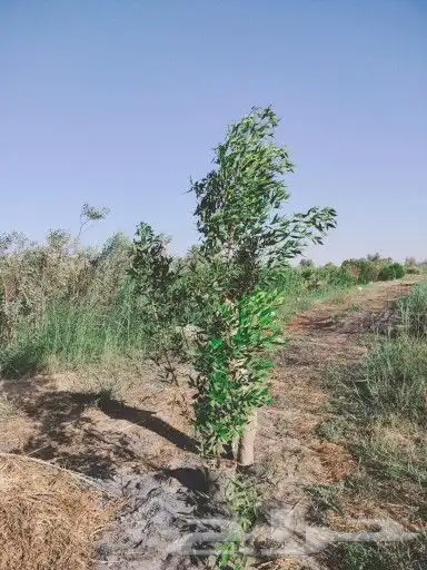 شجار الكرفس او البزر مين احجام كبيره 2 بوصه واحجام صغيره 8