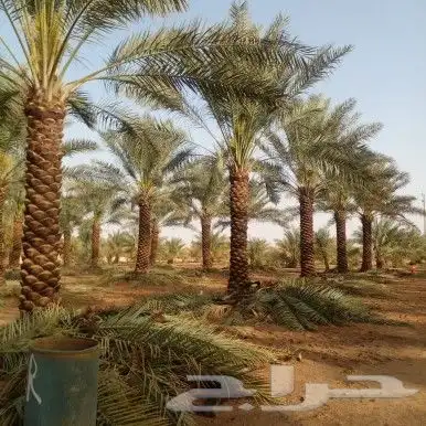 نخل عربي 5