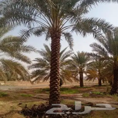 نخل عربي 6