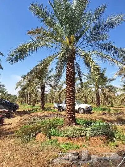 نخل عربي 0