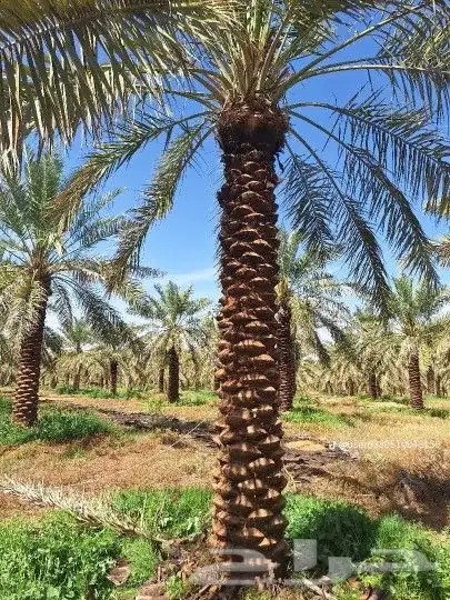 نخل عربي 2