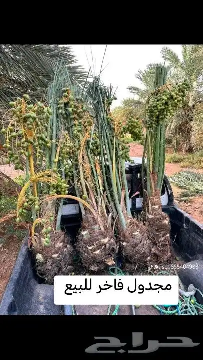 نخل للبيع تصديره قطر مصري الأمارات البحرين نخل مثمر 0
