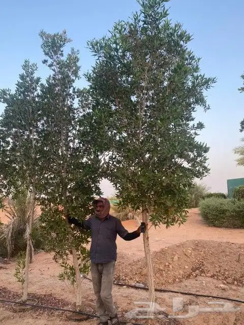 شجار الكرفس او البزر مين احجام كبيره 2 بوصه واحجام صغيره 1