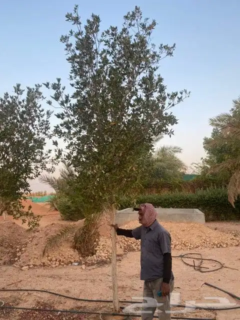 شجار الكرفس او البزر مين احجام كبيره 2 بوصه واحجام صغيره 0