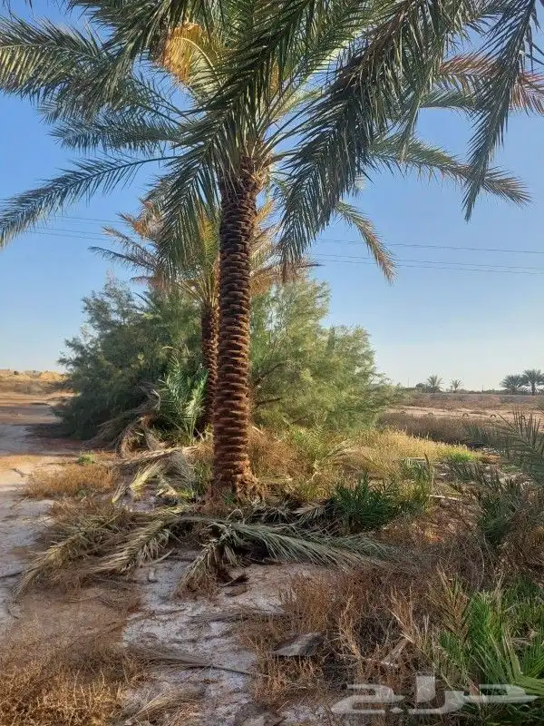 نخل عربي 3