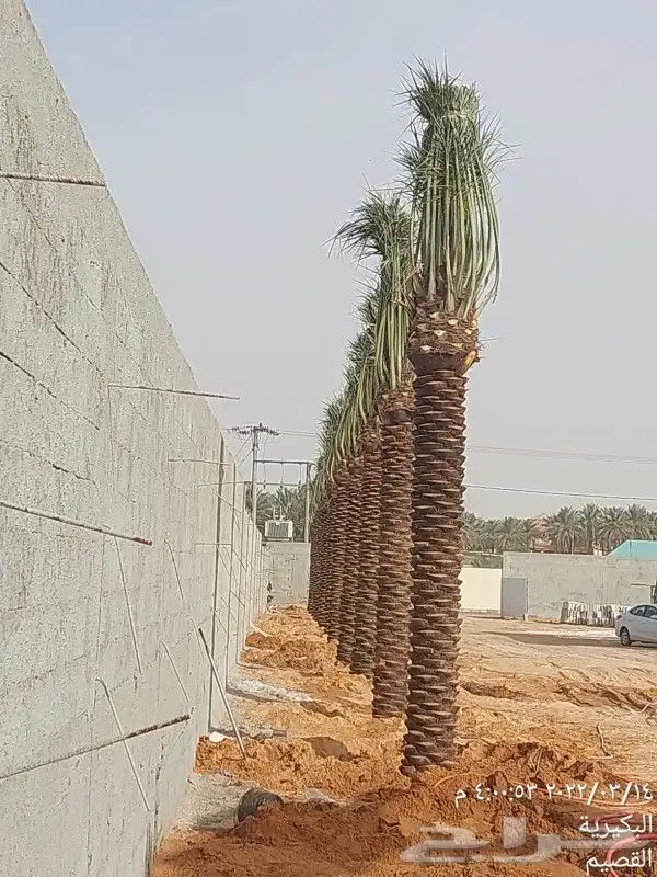 نخل عربي 4